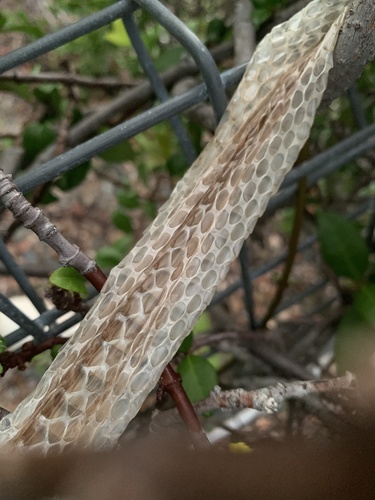 Brown Tree Snake sighting