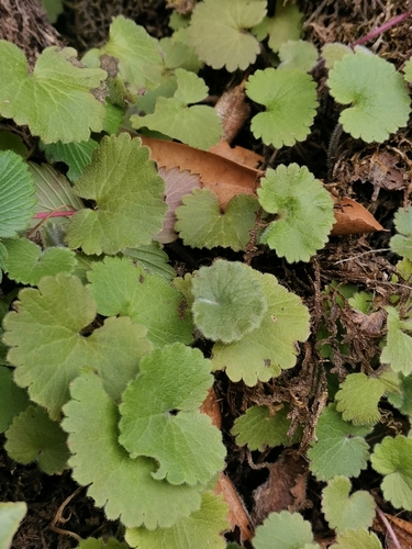 Madeira Moneywort