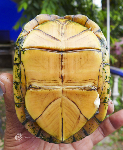 Tabasco Mud Turtle