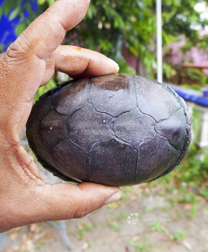 Tabasco Mud Turtle