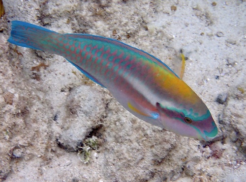 Striped Parrotfish