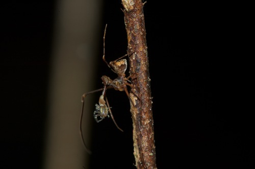 Eriauchenus workmani