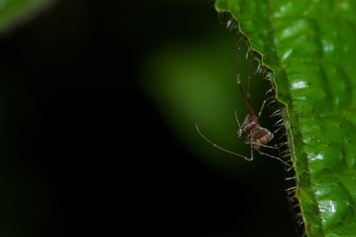 Eriauchenus workmani