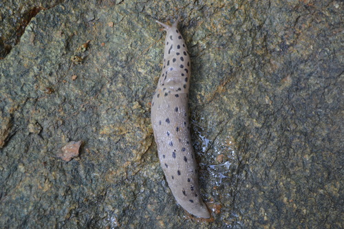 Conemenos' Slug
