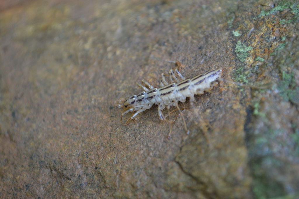 House Centipede from Thessaloniki, Greece on April 27, 2014 at 09:24 AM ...