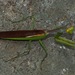 Tarachomantis betsilea - Photo (c) Len deBeer, όλα τα δικαιώματα διατηρούνται, uploaded by Len deBeer