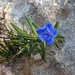 Rosemary-leaved Gromwell - Photo (c) Ecologia e Scienze Naturali, all rights reserved, uploaded by Ecologia e Scienze Naturali