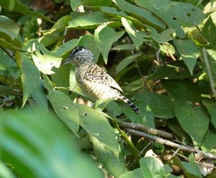 Thamnophilus doliatus image