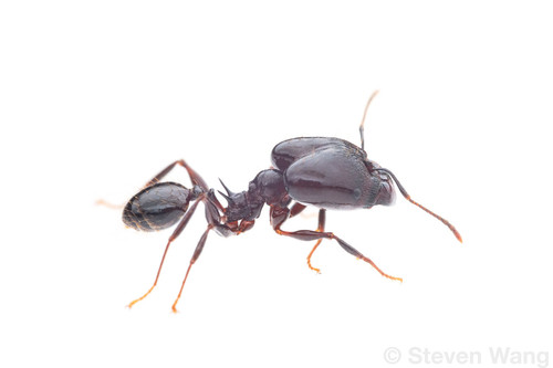 Pheidole mahaboensisPheidole mahaboensis
