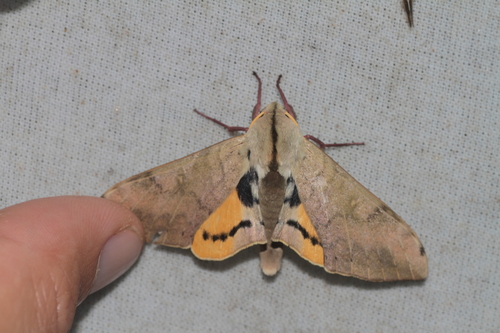Mulberry Hawkmoth