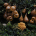 長尖團毛黏菌 - Photo 由 Marcin Klisz 所上傳的 (c) Marcin Klisz，保留所有權利