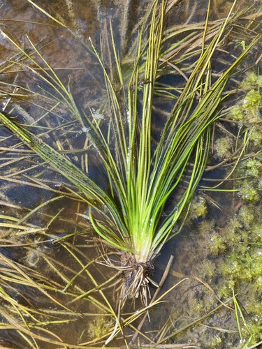 Georgia quillwort (Isoetes georgiana)