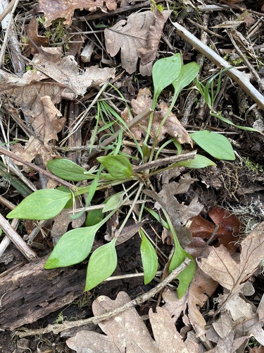 Petrolia Pink Springbeauty foliage