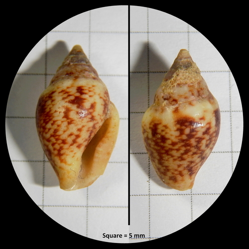 Rustic Dove-shell