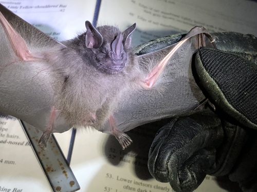 Toltec Fruit-eating Bat