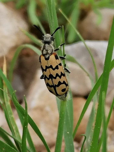 Hycleus dentatus · iNaturalist