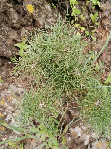 Tolpis succulenta