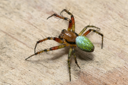 Araniella cucurbitina