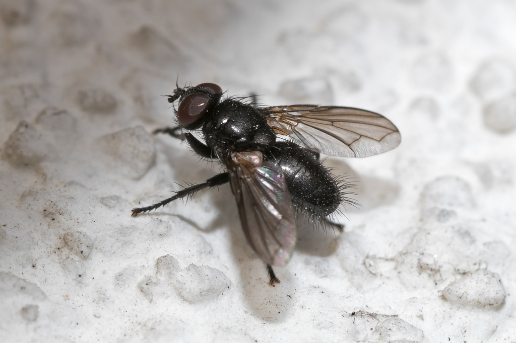 Loewia from 034 91 Švošov, Slovensko on June 24, 2021 at 1030 PM by