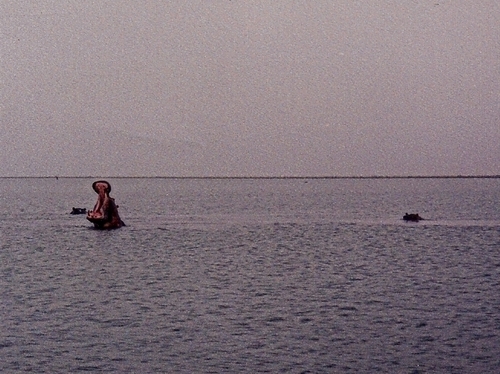Common Hippopotamus