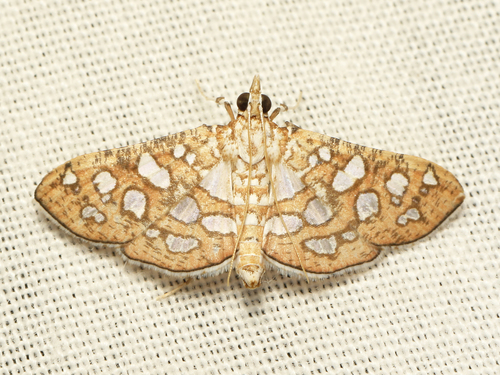 Nausinoe aphrospila