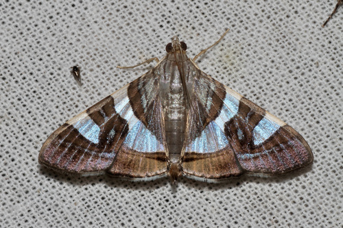 Glyphodes bitriangulalis