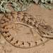 Southern Alligator Lizard - Photo (c) Alice Abela, all rights reserved