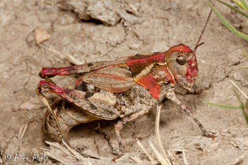Esselenia vanduzeei Hebard, 1920