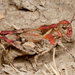 Vanduzee's Grasshopper - Photo (c) Alice Abela, all rights reserved