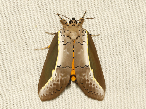 Egnima Insecte Genus Eligma · iNaturalist