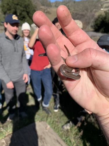 iNaturalist observation photo of Common Sharp-tailed Snake