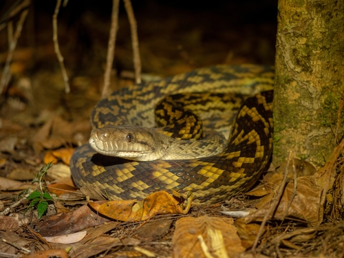Australian Scrub Python sighting