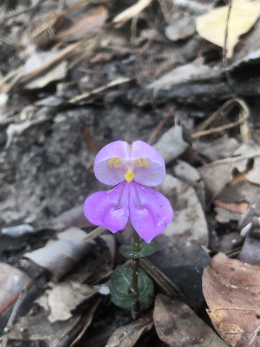 Disperis katangensis image