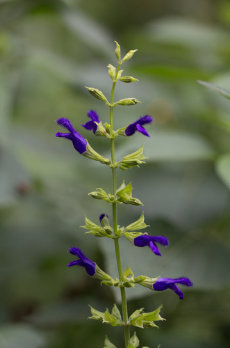 Mexican Sage
