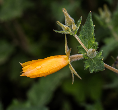 Streambank Stickleaf
