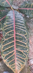 Codiaeum variegatum image