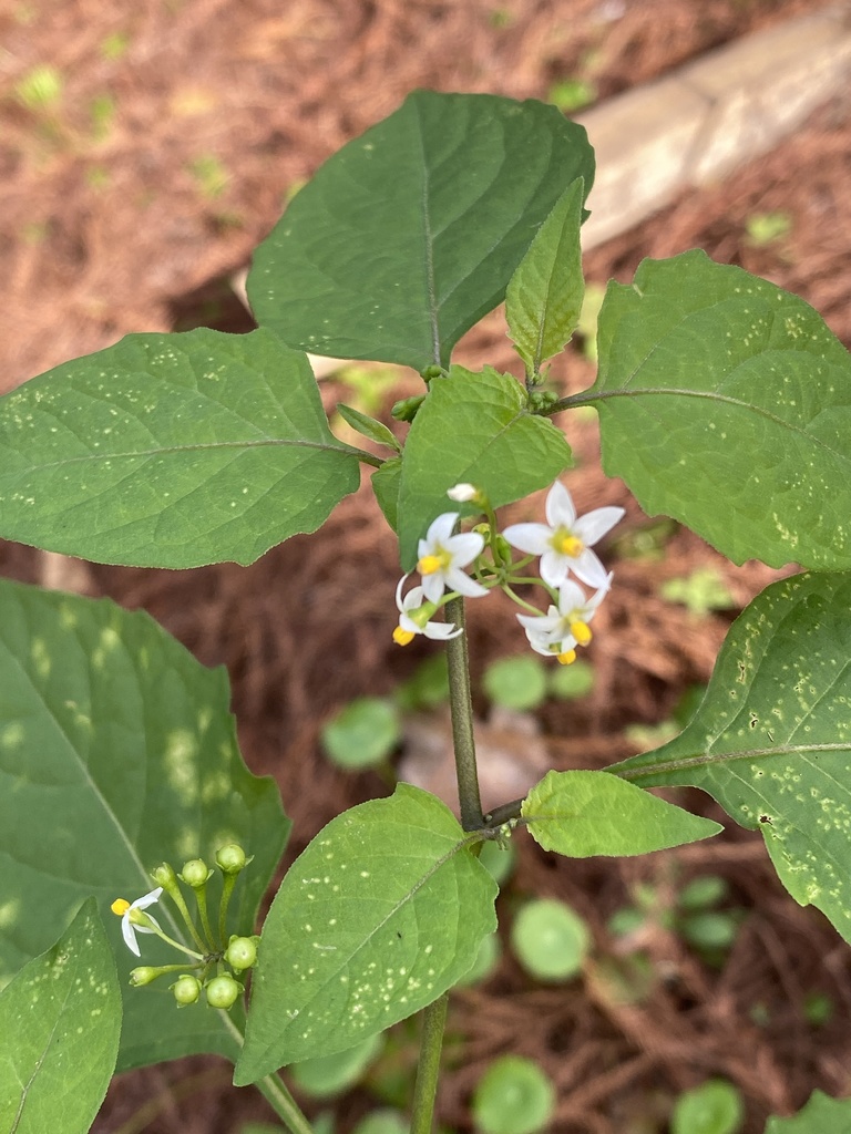 Maria-pretinha  Solanum americanum – Entre Plantas