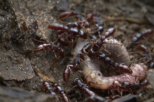 Acanthostichus quadratusAcanthostichus quadratus
