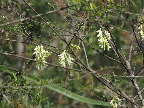 Gliricidia brenningii