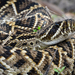 Eastern Diamondback Rattlesnake - Photo (c) Miri Hardy, all rights reserved, uploaded by Miri Hardy