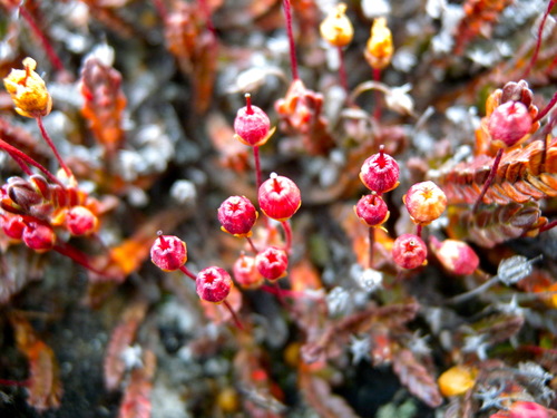 Arctic bell-heather