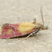 Primrose Cochylid Moth - Photo (c) David Beadle, all rights reserved, uploaded by David Beadle