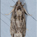 Boxelder Twig Borer Moth - Photo (c) Alain Hogue, all rights reserved, uploaded by Alain Hogue