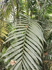 Chamaedorea costaricana image