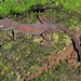 Phongnhakebang Bent-toed Gecko - Photo (c) Paul Freed, all rights reserved, uploaded by Paul Freed