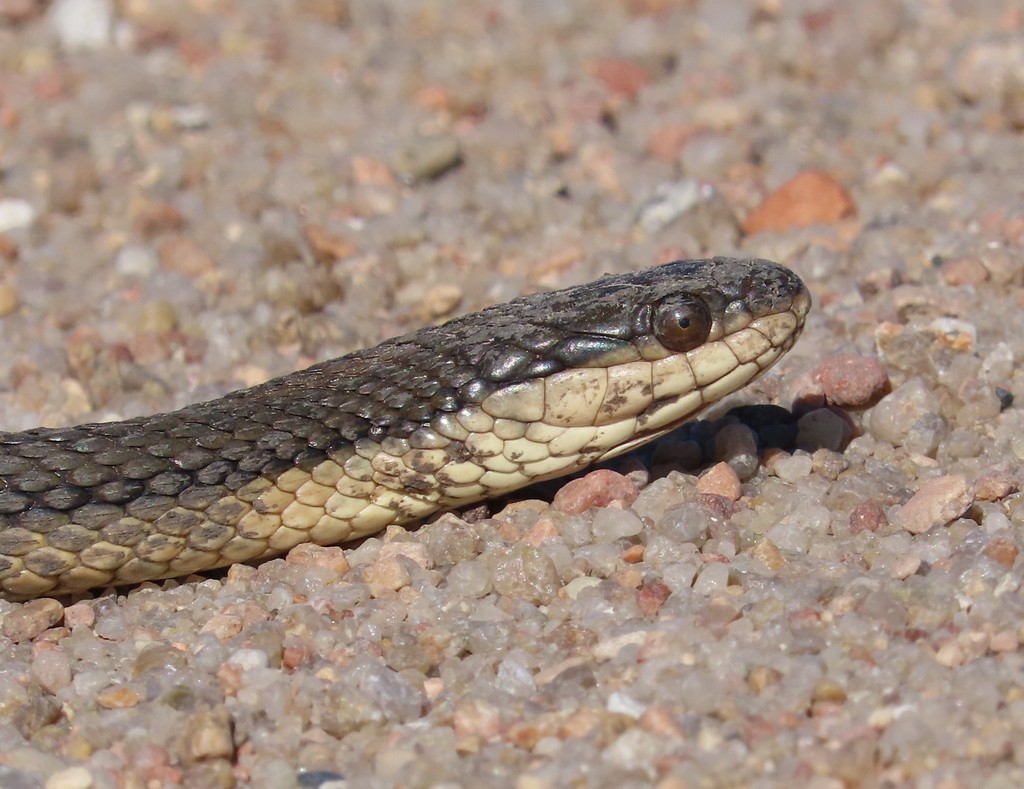 Graham's Crayfish Snake from Barton County, KS, USA on October 17, 2021 ...