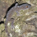 Gekko scientiadventura - Photo (c) Paul Freed, kaikki oikeudet pidätetään, lähettänyt Paul Freed