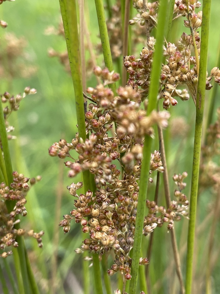 australian rush from Wirrarninthi/Park 23, Adelaide, SA, AU on February ...