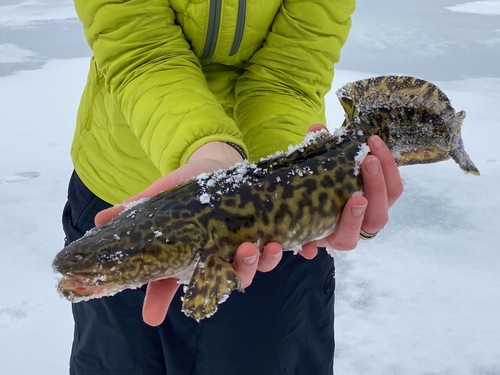 Burbot