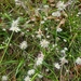 Lesser Flannel Flower - Photo (c) Stephen Rowntree, all rights reserved, uploaded by Stephen Rowntree